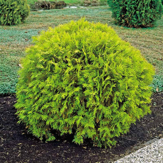 ‘Golden Globe’ Arborvitae