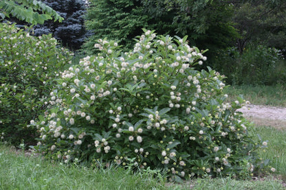 Buttonbush
