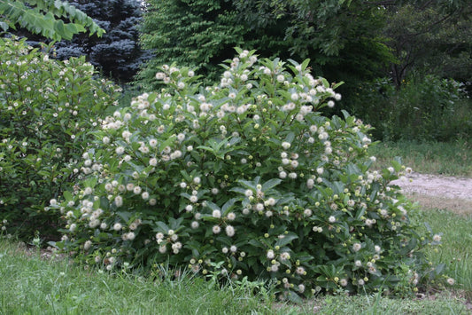 Buttonbush