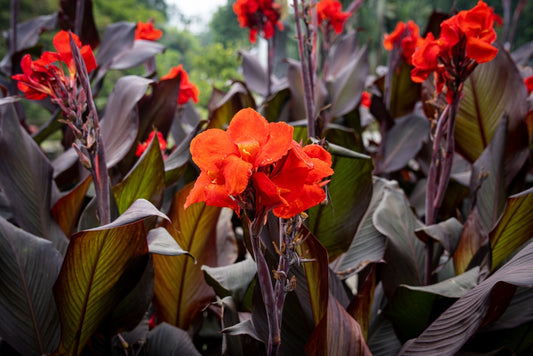 Canna Lily 'Australia'