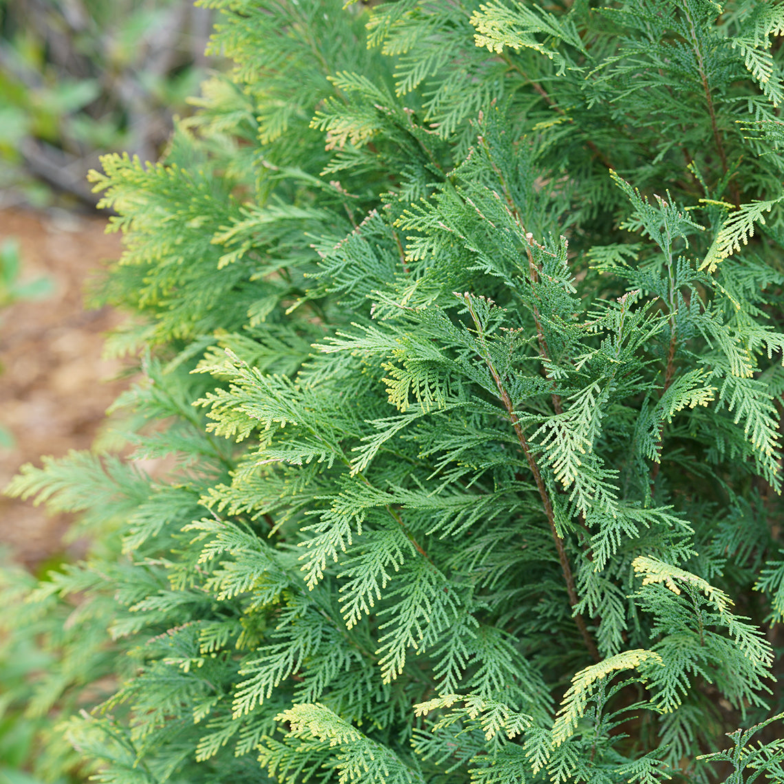 Buy 'PINPOINT® Blue & Gold' False Cypress Online