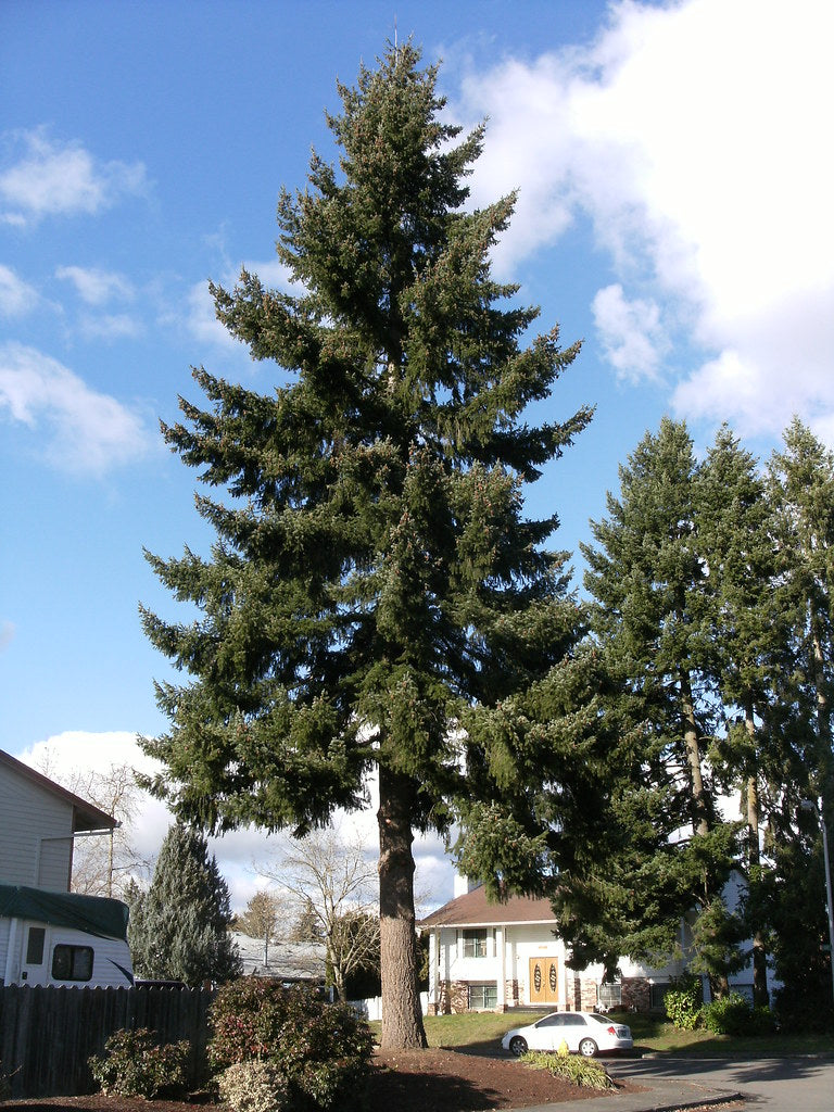 Douglas Fir