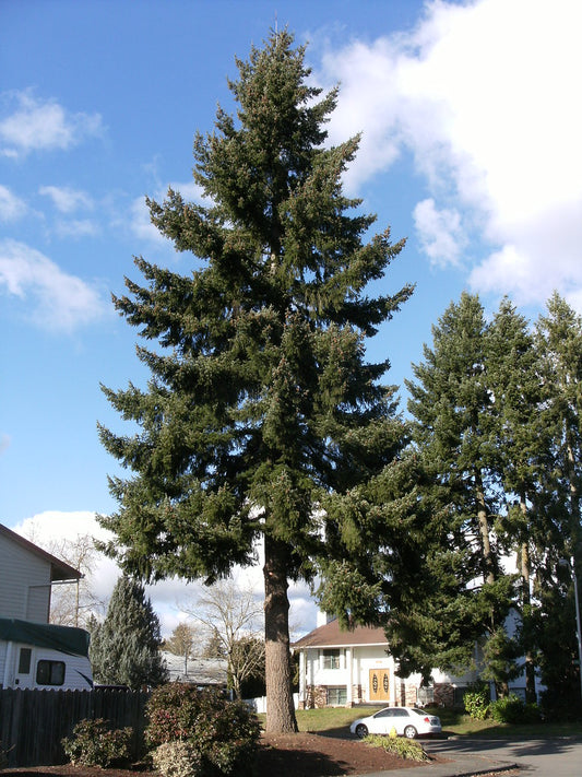 Douglas Fir