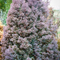 Red Star' False Cypress