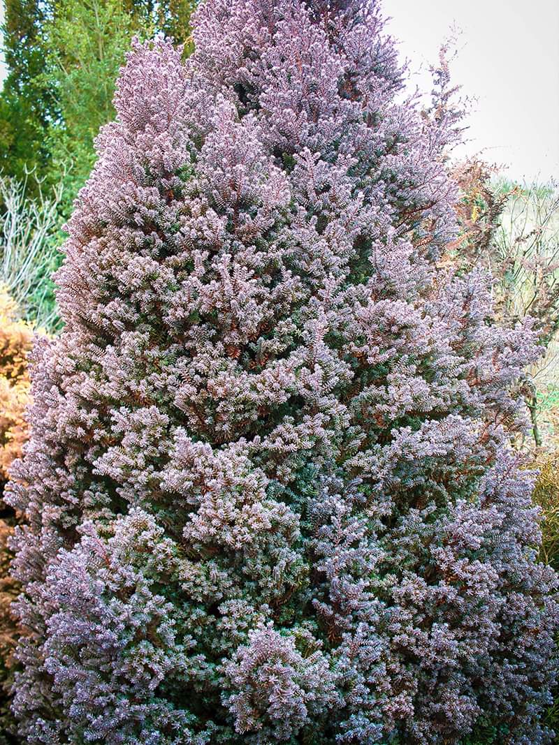 Red Star' False Cypress