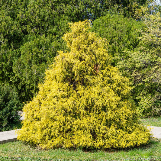 ‘Gold Thread’ Cypress