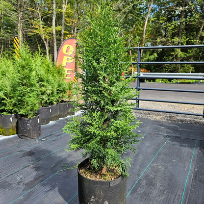 Hetz Wintergreen' Arborvitae