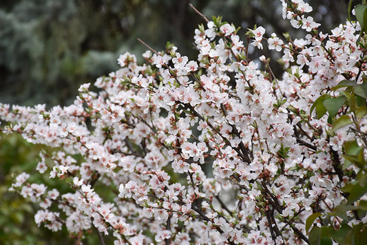 Nanking Cherry
