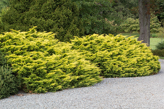 Saybrook Gold Juniper