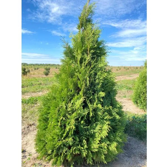 'Nigra' Arborvitae