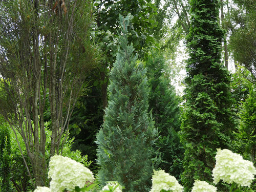 PINPOINT® Blue False Cypress