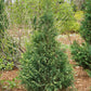 PINPOINT® Blue & Gold' False Cypress