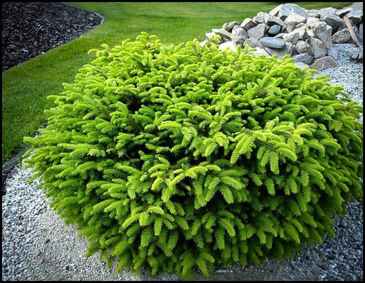 ‘Bird’s Nest’ Spruce