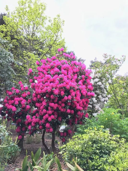 Pink Rhododendron