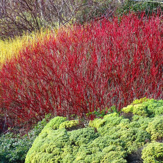 ‘Red Twig’ Dogwood