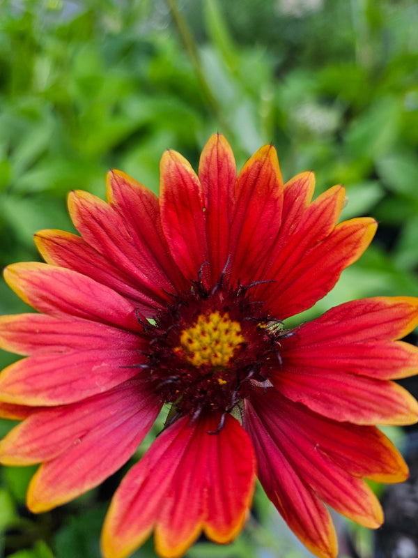 Blanket Flower 'Burgundy'