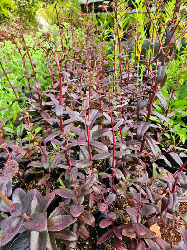 Sedum 'Chocolate Cherry'
