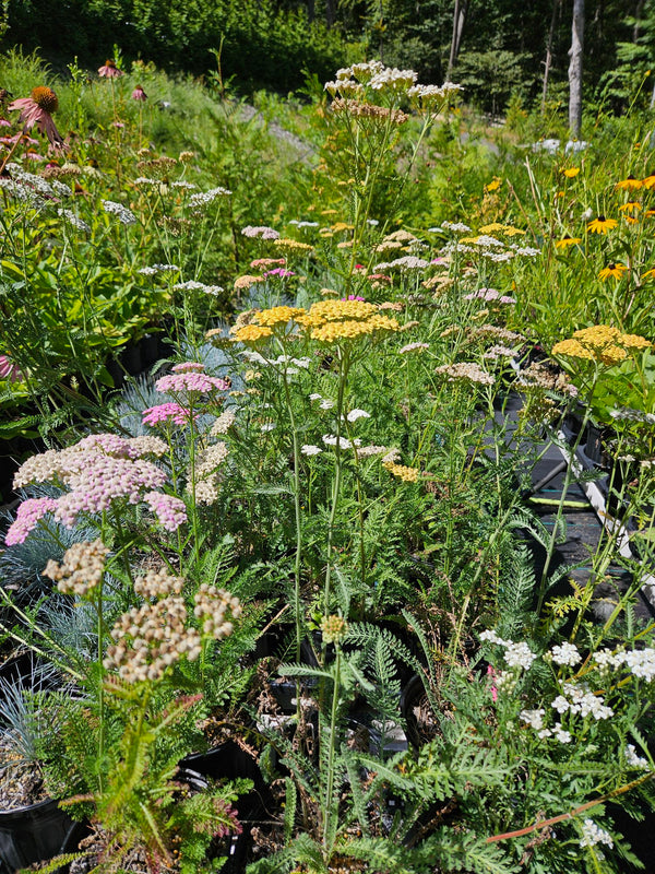 Mixed Yarrow