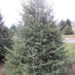 White Spruce - Picea Glauca