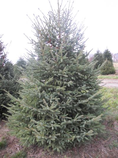 White Spruce - Picea Glauca