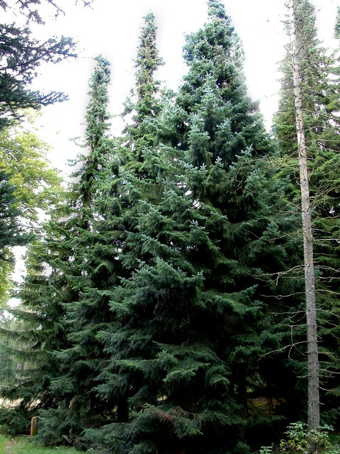 Sprune Spruce Trees from a Local Grower in Westminster, MA – A.J.'s Evergreen ...