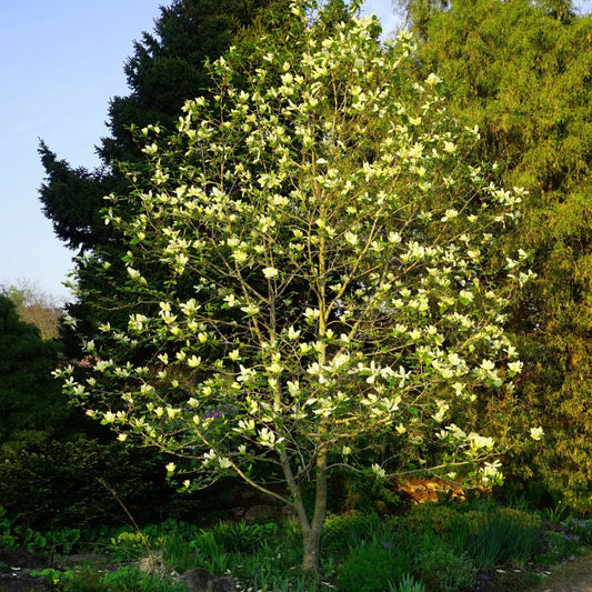 Sweetbay Magnolia