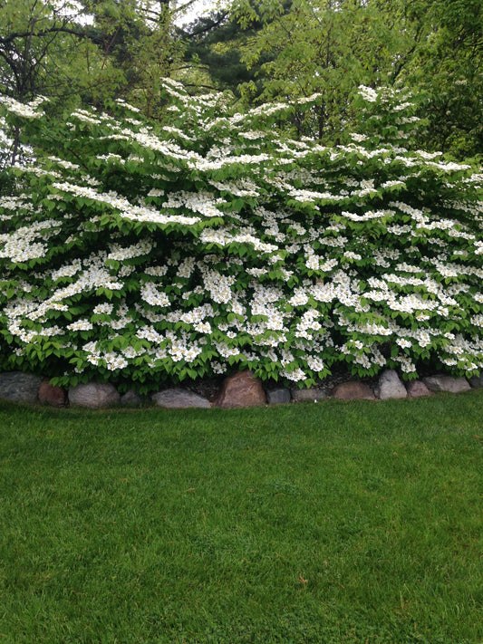 Leatherleaf Viburnum