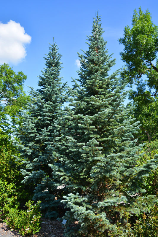 White Spruce (Picea glauca)