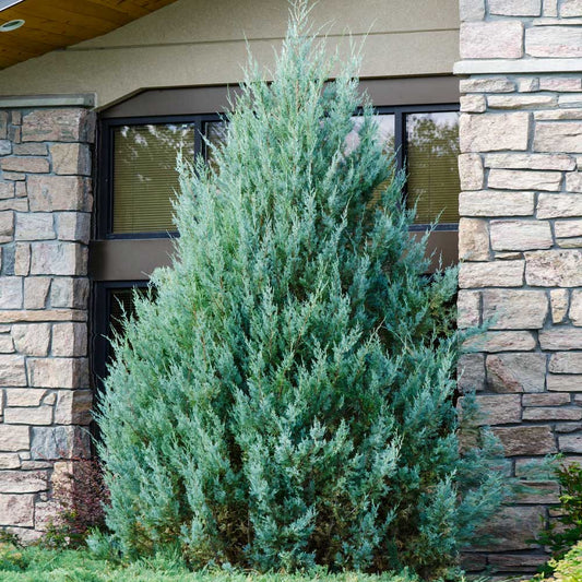 ‘Wichita Blue’ Juniper