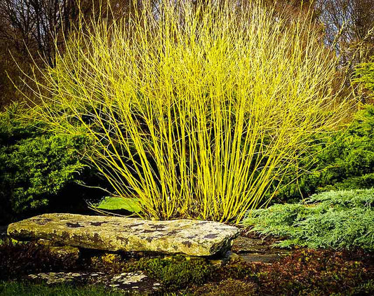 ‘Yellow Twig’ Dogwood