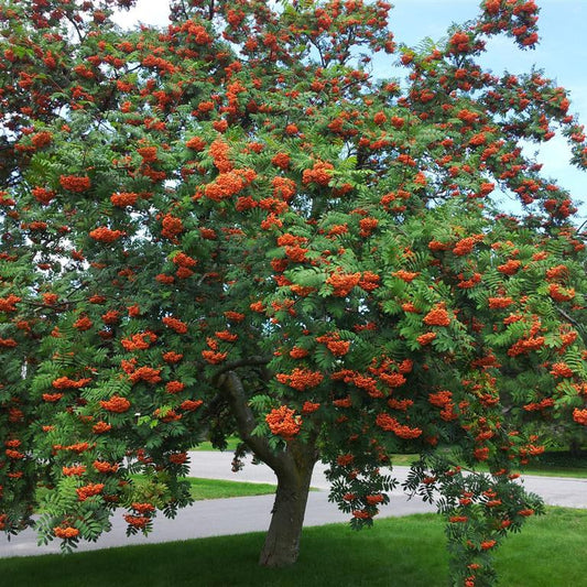 American Mountain Ash