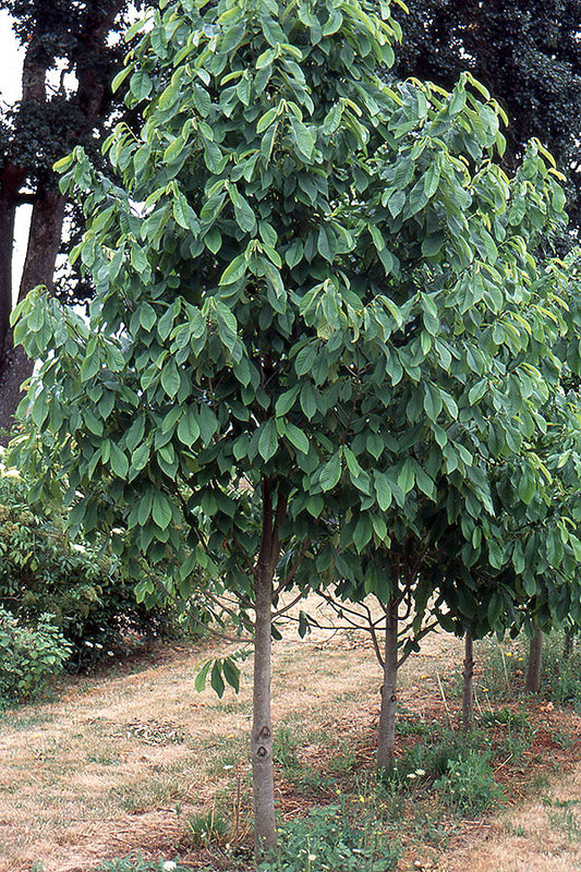 Pawpaw Tree (Asimina triloba)