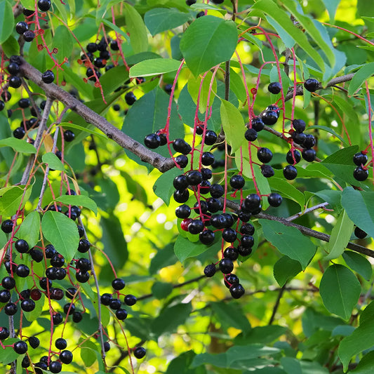 Wild Black Cherry