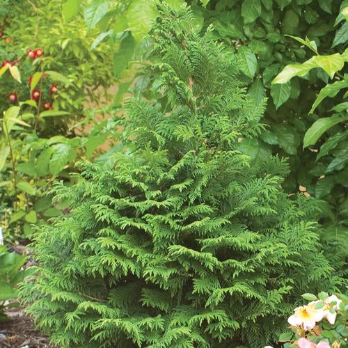 Green Fernleaf False Cypress (Chamaecyparis pisifera var.)