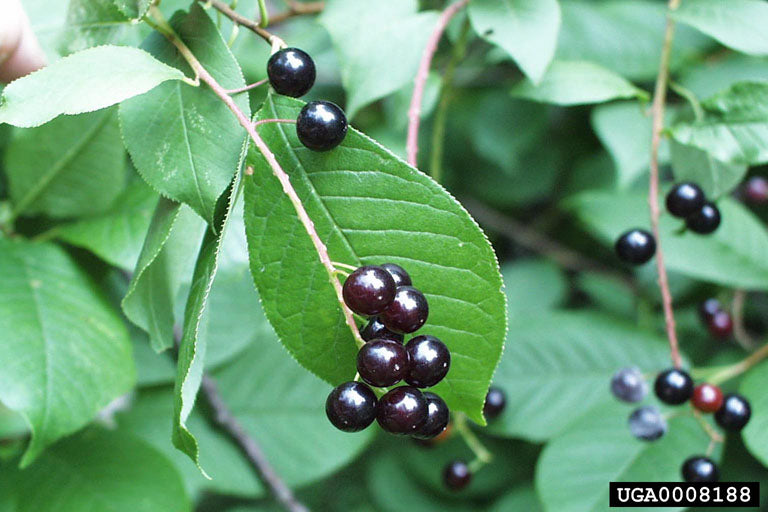 Chokecherry Tree