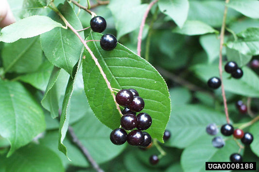 Chokecherry Tree