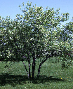 Chokecherry Tree