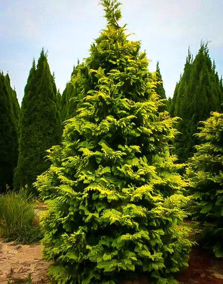 Golden Hinoki Cypress 'Crippsii’