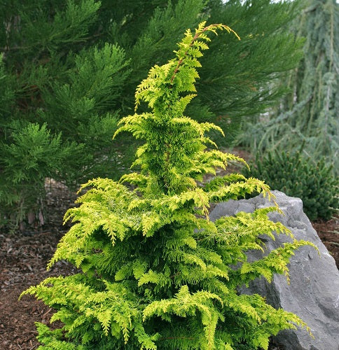 Golden Fernleaf False Cypress