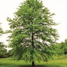 Pin Oak