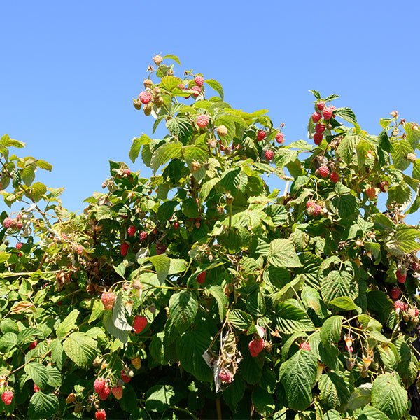 Encore Raspberry