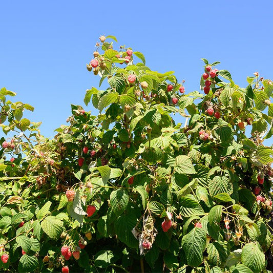 Encore Raspberry
