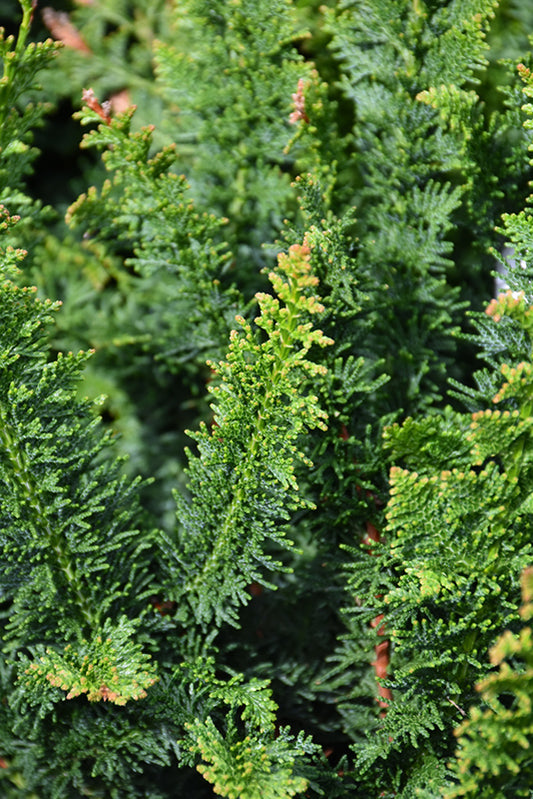 Green Fernleaf False Cypress