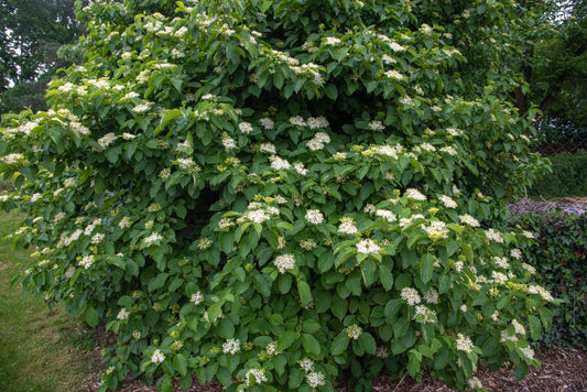 Silky Dogwood