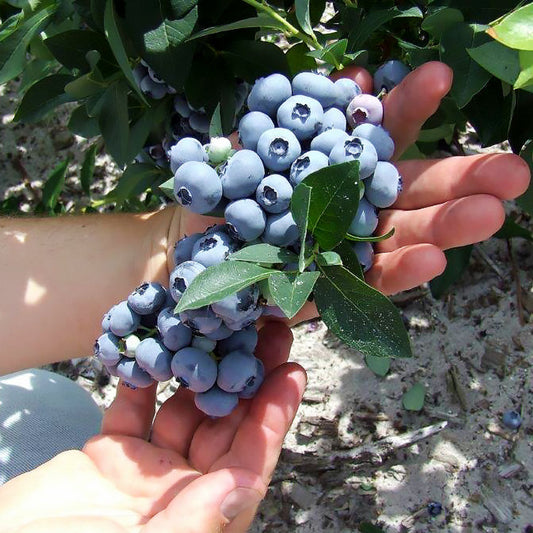Hannah’s Choice Blueberry