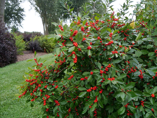 Winterberry Holly (Ilex verticillata)