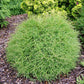 'Mr. Bowling Ball®' Arborvitae