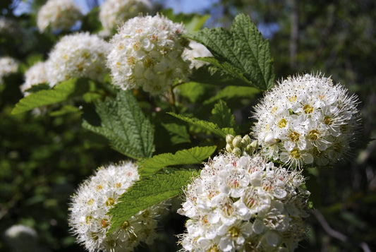 Common Ninebark