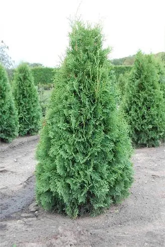 'American' Arborvitae'