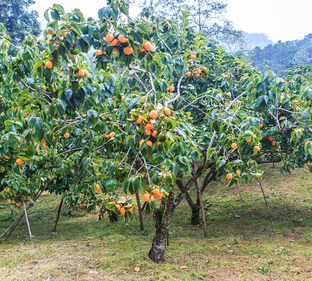 American Persimmon